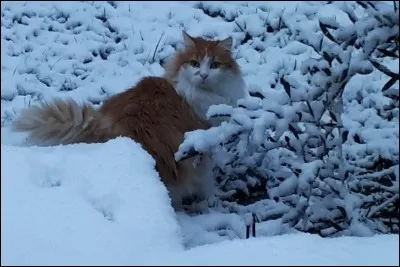 Aimez-vous la neige ?