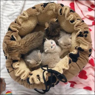 Combien a-t-il de surs (En comptant les demi-surs) ?