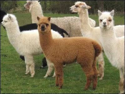 Où peut-on voir l'alpaga dans son milieu naturel ?