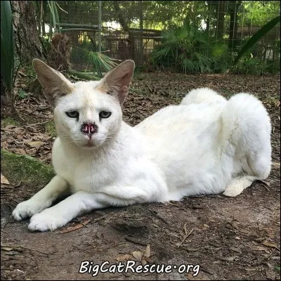 Comment s'appelle cet animal ?