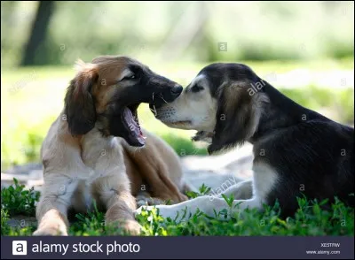 Comment s'appelle cette race de chien ?