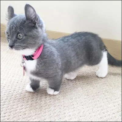 Comment s'appelle cette race de chat ?