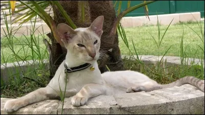 Quelle est cette race de chat ?