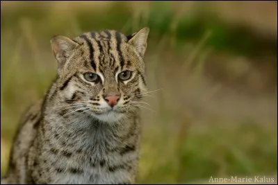 Quel est ce félin ?
