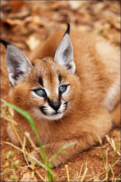 Est-ce un caracal ?