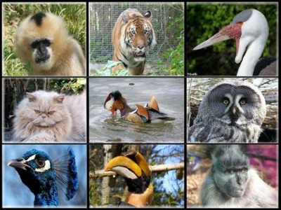 Quels animaux préfères-tu ?