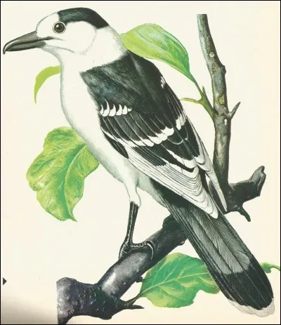 Endémique de Madagascar, c'est un...