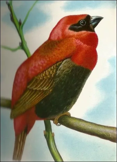 Cet oiseau d'Afrique tropicale est un "oryx..."