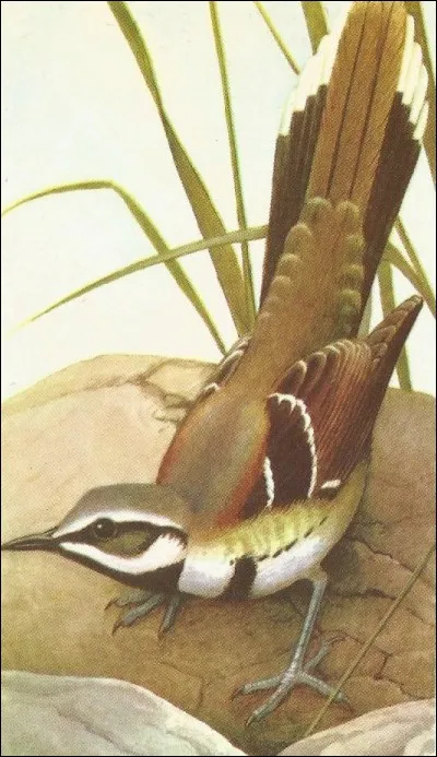 Quel est cet oiseau ?