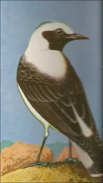 Quel nom porte cet oiseau des zones rocheuses désertiques ?