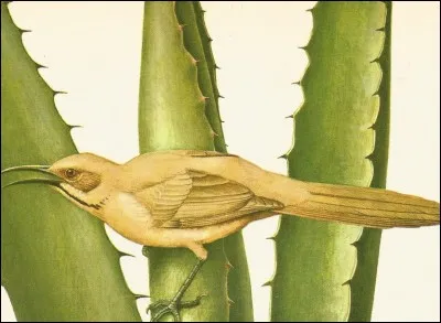 Rappelant un sportif, cet oiseau est un "Moqueur de..."