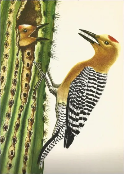 On peut le voir en Arizona et au Mexique, cet oiseau est un...