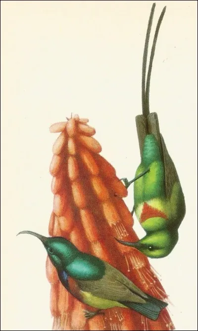Ces oiseaux de la famille des Nectariniidés sont des...