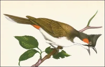 Quel est cet oiseau que l'on voit en Himalaya ?