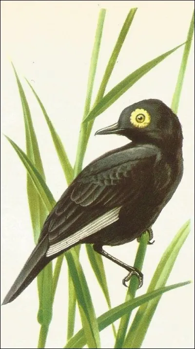 Cet oiseau de Patagonie est un...