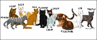 Ton pelage serait...