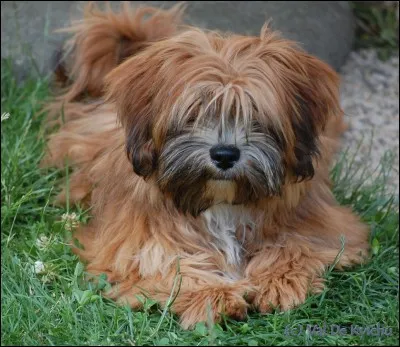 Il est très poilu et joufflu ce chien-ci ! Il est de race...