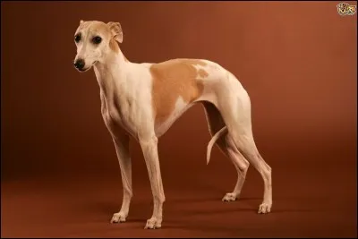 Très maigre ce toutou ! C'est la race...