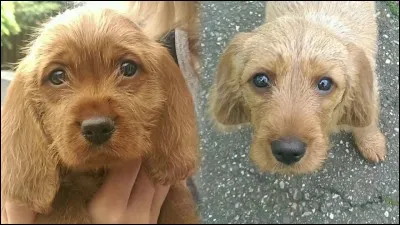 Oh, il est chou ! Quelle est sa race ?