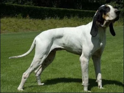 J'aime beaucoup ce chien ! Il est de race...