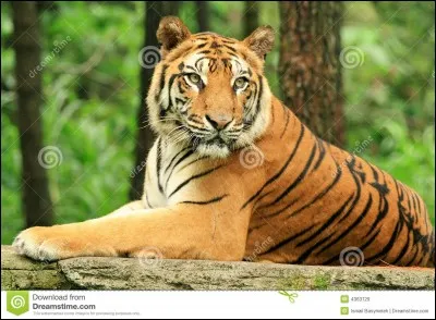 Qui a dit : "Le plus beau moment de l'amour, c'est quand on monte l'escalier" ?