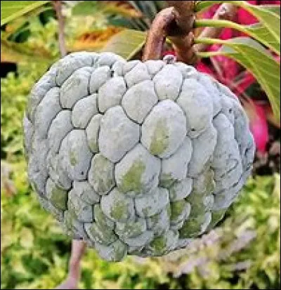 Quel est ce fruit ?
