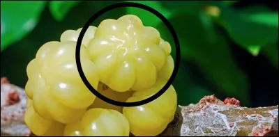 Quel est ce fruit ?