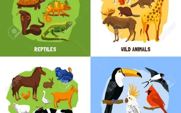 Quiz Animaux