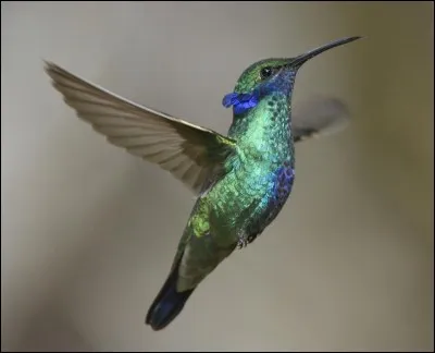 Les colibris savent voler à reculons.