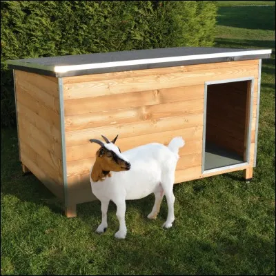 Les pupilles des chèvres sont rectangulaires.