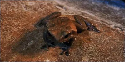Dans "Harry Potter", à qui appartient le crapaud Trevor ?