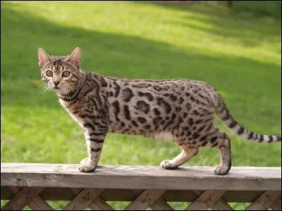 Je suis un descendant de chat sauvage, je suis un chat domestique retourn&eacute; &agrave; l'&eacute;tat sauvage puis &agrave; l'&eacute;tat domestique, qui suis-je ?