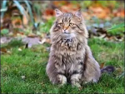 Je suis un chef-n&eacute; d'apr&egrave;s &Eacute;toile de Brume, qui suis-je ?