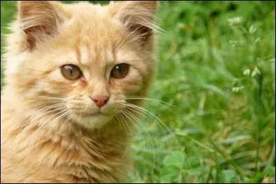 Je suis le lieutenant du Clan du Tonnerre apr&egrave;s Plume Rousse, qui suis-je ?