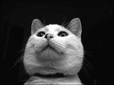 Je suis n&eacute;e lors d'une temp&ecirc;te et je me suis fait renommer lorsque j'&eacute;tais chaton, qui suis-je ?