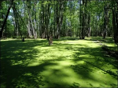 J'&eacute;tais le lieutenant du Clan de l'Ombre durant longtemps. J'&eacute;tais rousse et je suis morte. Qui suis-je ?