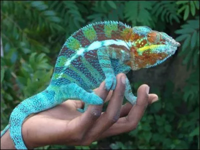 Le caméléon peut changer de couleur.