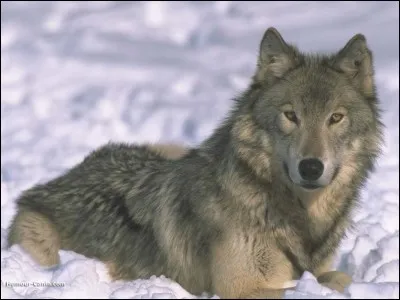 Quel est le nom scientifique du loup gris ?