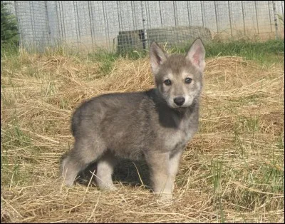 Quel animal descend du loup ?