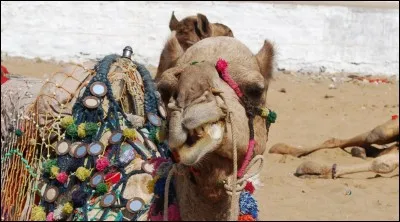 Le chameau n'a qu'une bosse !