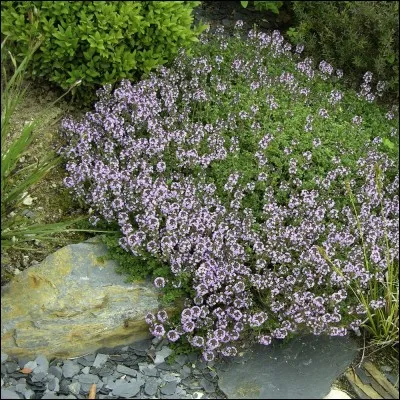 À quoi le thym sert-il ?