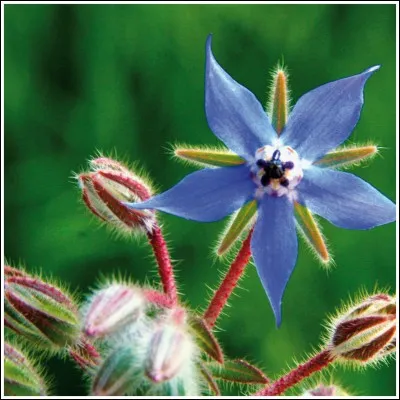 À quoi la bourrache sert-elle ?