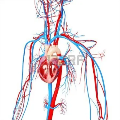 A quel système appartient le cur ?