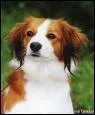 Le kooikerhondje appartient  une petite race originaire...