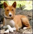 D'o vient le basenji?