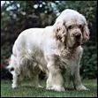 Le clumber spaniel commence  participer  des expositions en...