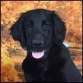 Quel est le poids moyen d'une femelle flat coated retriever?