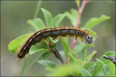 Cette photo montre une chenille processionnaire.