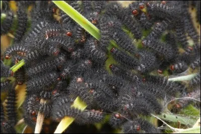 Cette photo montre un nid de chenilles processionnaires.