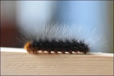 Cette photo montre une chenille processionnaire.